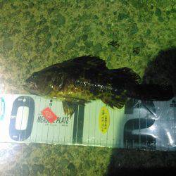 25ｃｍたけちゃんの巻